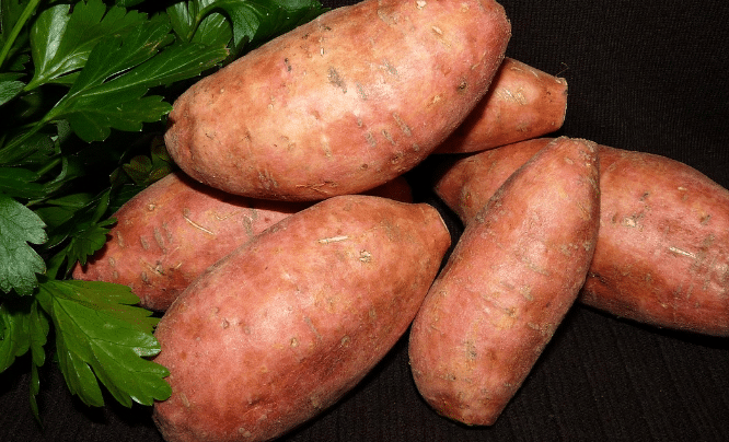 sweet potato Nutrition