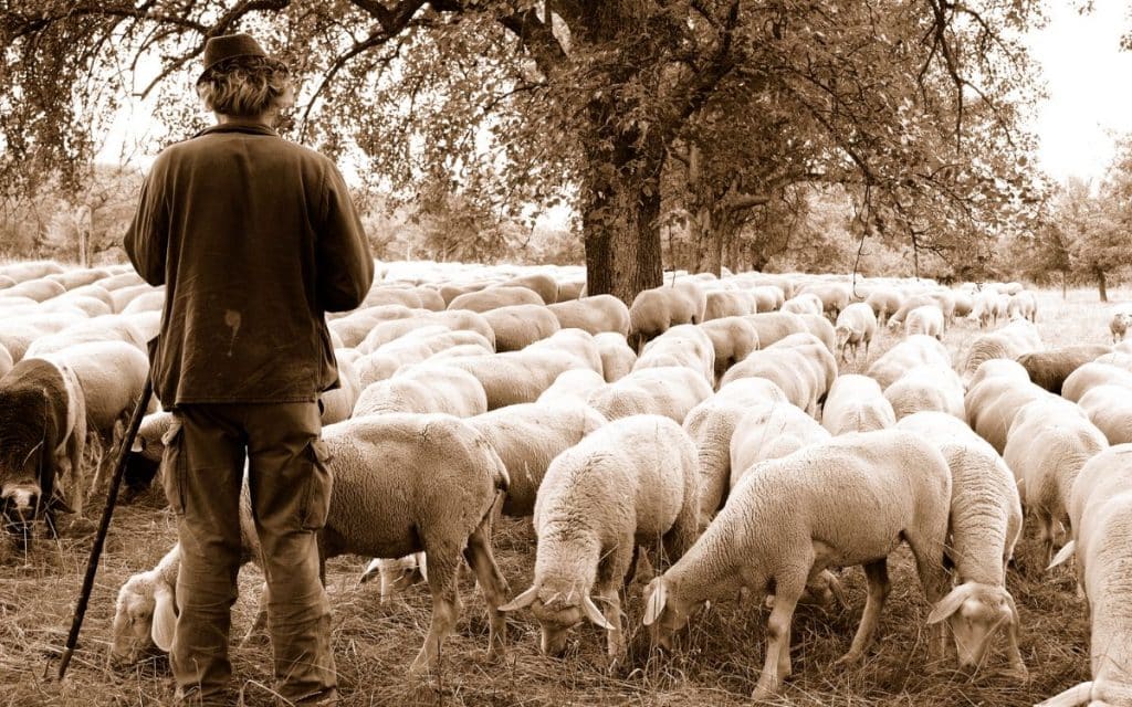 A Liar Shepherd Completing Story for HSC SSC BCS Degrees Honours Masters