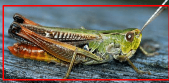  ঘাসফড়িং MCQ Suggestion